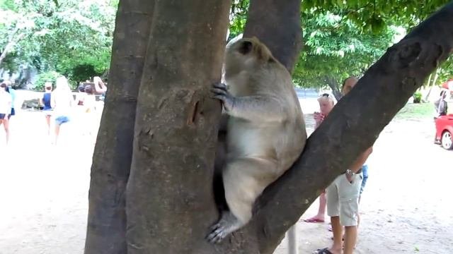 обезьяна на дереве