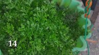 28 variety of hanging plants /28 തരം ഹാങ്ങിങ് plants/