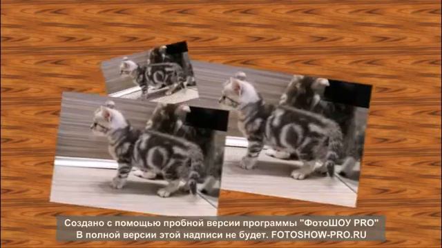 Котики 16.09.2015г.р.