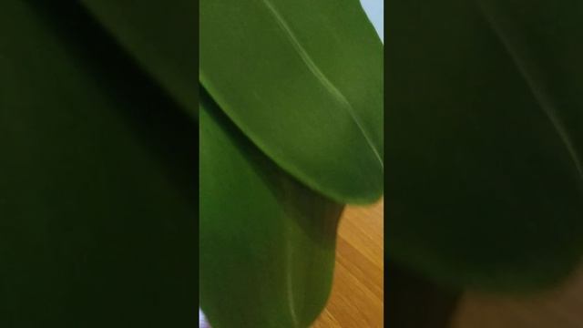 Первый полив после пересадки ,состояние корней.