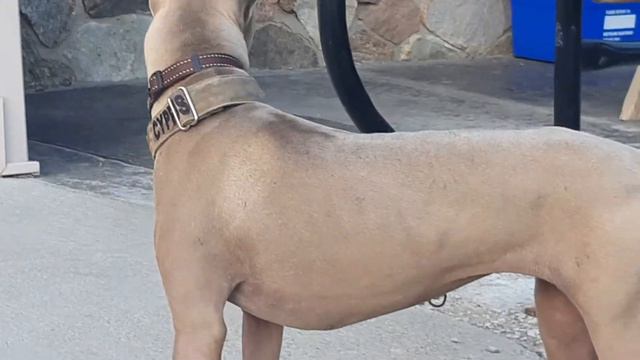 Stella 7 month old Thai Ridgeback puppy