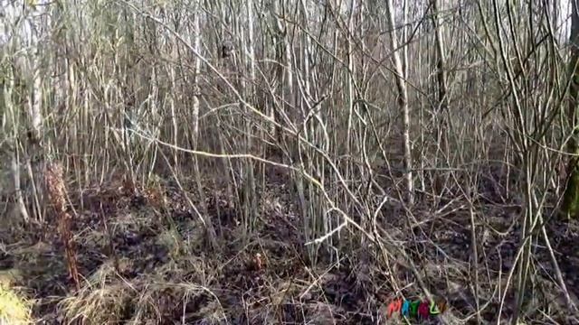 Какие грибы растут в декабре.