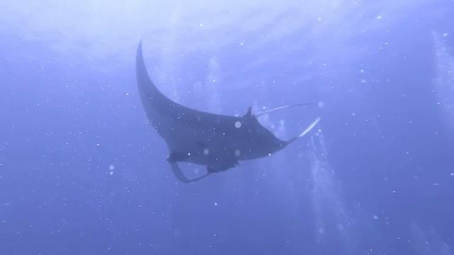 Koh Bon Manta Ray of Canon G7X