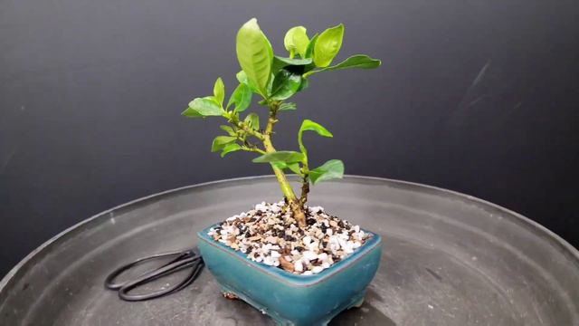 Gardenia Bonsai - (from the store)