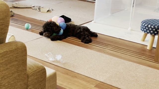 【#13】自炊が楽しい春の始まり----- 韓国フードDAY｜簡単台湾風まぜそば｜牡蠣と生ハムのアヒージョ｜ぽんきちの日常