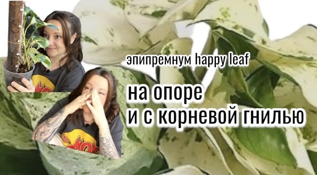 Эпипремнум Happy Leaf, опора или тотем из кокосовых чипсов, залив и корневая гниль