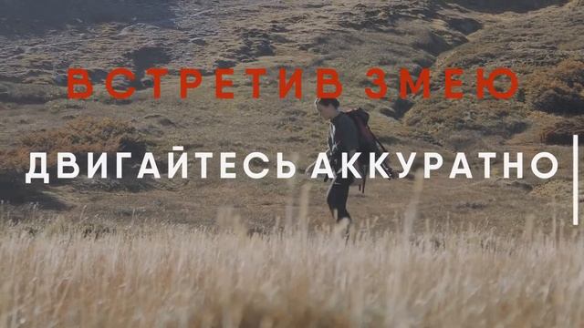 Укусы змей