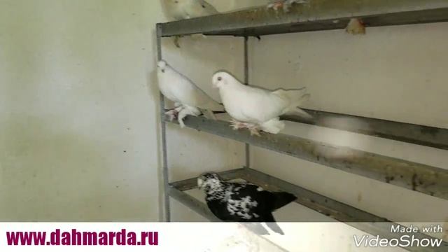 Таджикские голуби Амира Абдуллаева