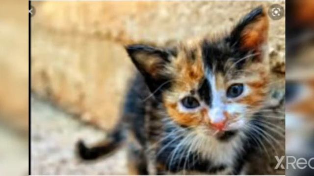 Подробние про Моего кота)))