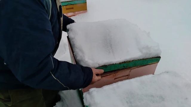 Зимовка пчел. Осмотр состояния ульев 04.02.2021