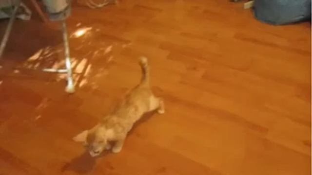 Про Котика