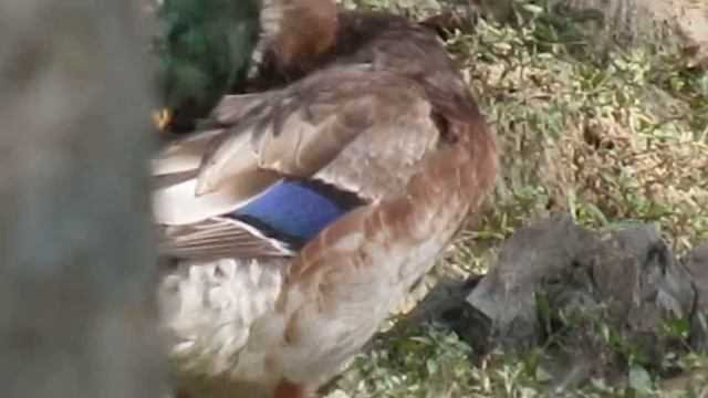 Canon SX520 HS Zoom test