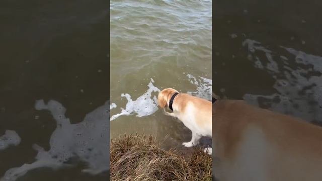 Купаюсь 😅 #лабрадор #лабрадорретривер #животные #смешныевидео #собаки #dog #video #собакакусака