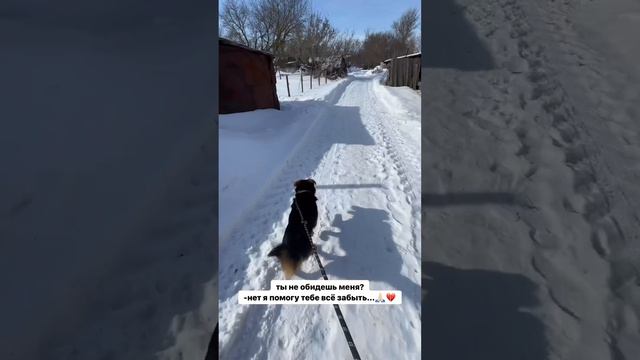 Девушка подобрала бездомного, голодного, без одного глаза и лапы пса.