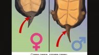 Как определить пол у красноухой черепахи? на ЖЯ