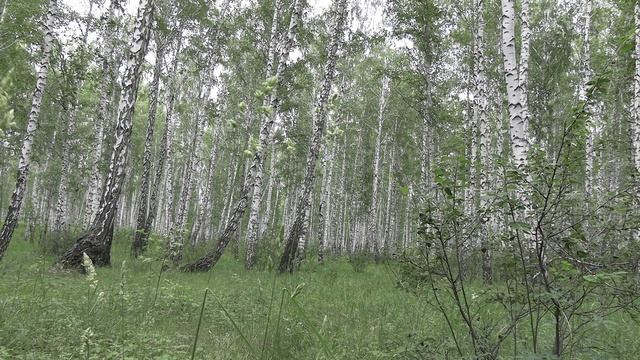 Звук природы в березовой роще