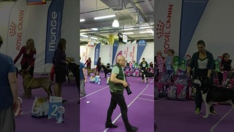 МЕЖДУНАРОДНАЯ ВЫСТАВКА СОБАК ВСЕХ ПОРОД МКС IKU В ЧАЙНА ТАУН 13 сентября 2020