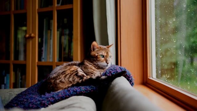 6 часов расслабляющего дождя и грома - шум дождя для сна и расслабления