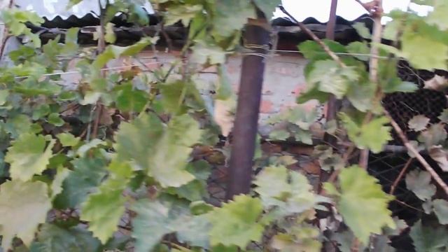 2017.УХОД ЗА ВИНОГРАДОМ В ОКТЯБРЕ ПОЛИВ ОПРЫСКИВАНИЕ УДОБРЕНИЕ ОБРЕЗКА