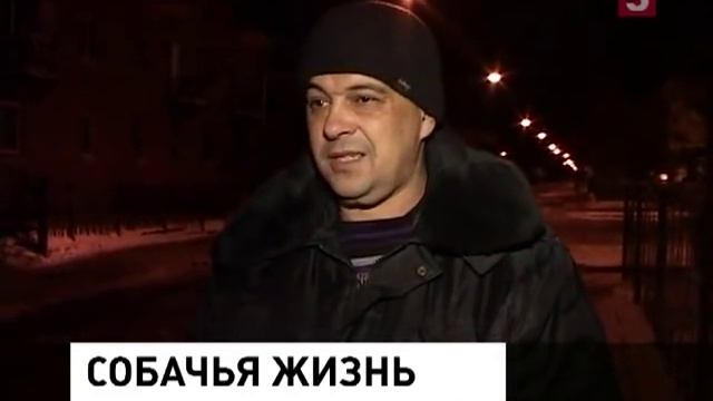 5 tv ru,В Петербурге на помойку выбросили новорожденных щенков