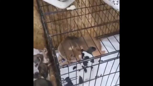 И снова пополнение! Пятнистые бутузики ждут своих хозяев.)