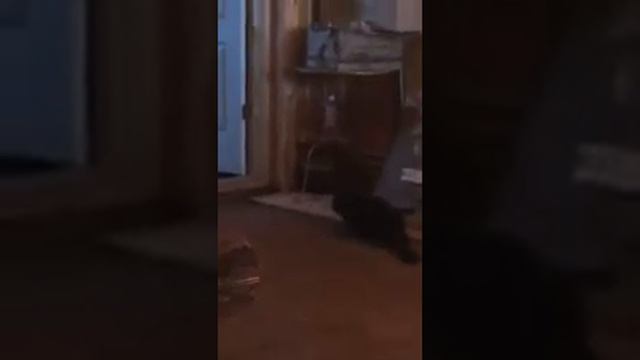 Кот "пытается" поймать мышь)))