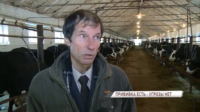 В Ярославской области началась вакцинация  домашнего скота