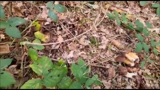 Поехали со мной за грибами!