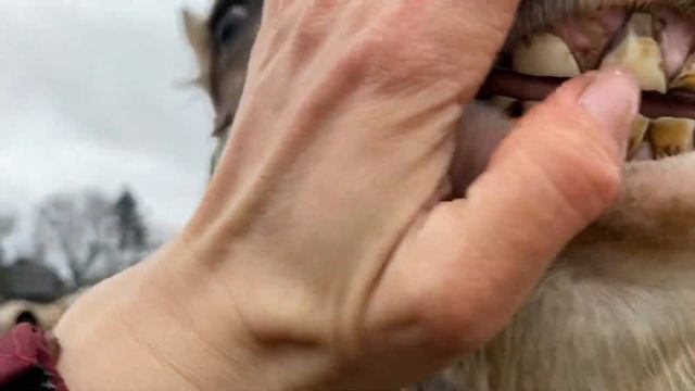 Как меняются зубы у лошади? Выпадают.