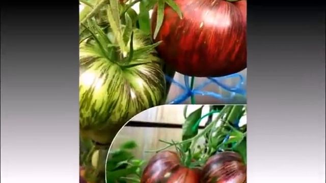 Эти сорта удивительно вкусные и мега урожайные