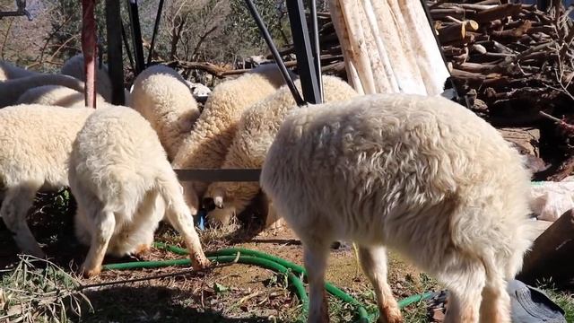 Kuzular Hep Beraber Su içiyor , Su İçen Hayvanlar , Sevimli Kuzular