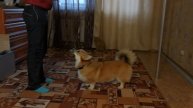 Корги Дождик : замри, кувырок