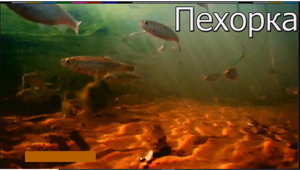 Рыбалка на реке Пехорке, Ловля на боковой Кивок, Поплавок. Подводная съёмка. Подмосковье
