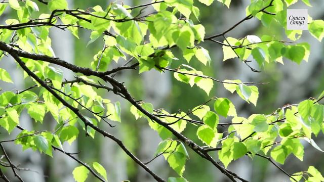 Песня "Весенний вечер". Стихи - С.Есенин, музыка - Кайрат Муминов