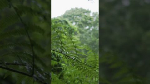 Релакс пение птиц в летнем лесу после дождя, АСМР.