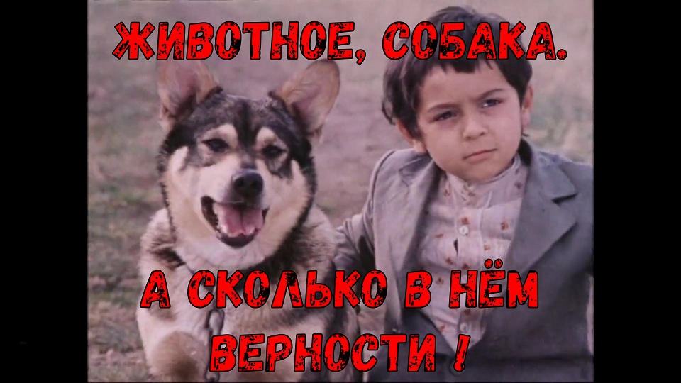 Животное, собака. А сколько в нём верности !