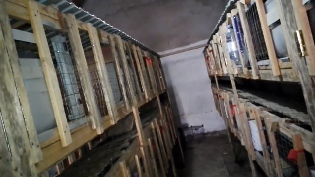 Ошибки начинающих кролиководов