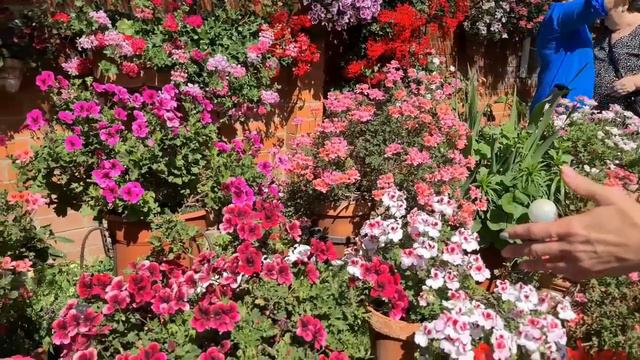 Mí jardín visitado por mis seguidores, fue una experiencia muy bonita para mí y también para ellos.