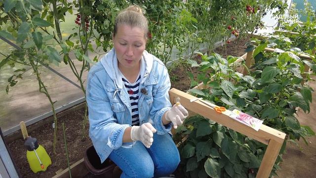 ПОЧЕМУ БЕЛОКРЫЛКИ В АВГУСТЕ СТАЛО БОЛЬШЕ. ЧЕМ БЕЗОПАСНО ОПРЫСКАТЬ ПОМИДОРЫ В ТЕПЛИЦЕ ОТ БЕЛОКРЫЛКИ