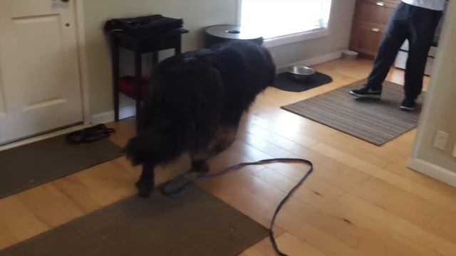The Good Dog Minute 7/14/15: Rehabbing Gus, 125 pound aggressive Tibetan Mastiff