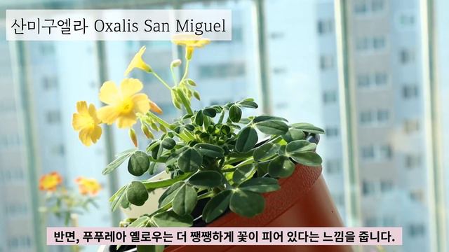(211102 촬영모습) 사랑초 꽃 구경하세요 / 베란다에서 핀 사랑초 / 식린이가 키우기 좋은 사랑초/ 사랑초 입문자/ 집에서 사랑초 키우기 / 사랑초 소개 / 야생화