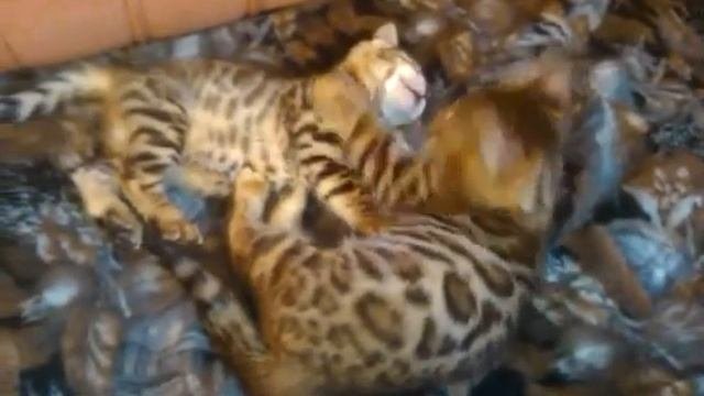 Бенгальские коты