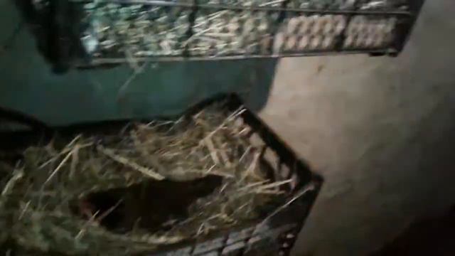 декоративные или карликовые куры у меня сели на яйца 👍👍👍👍👍👍