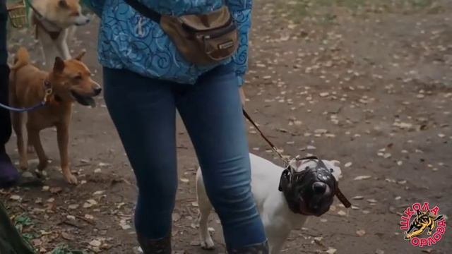 Студенты — о «Школе Орлова»