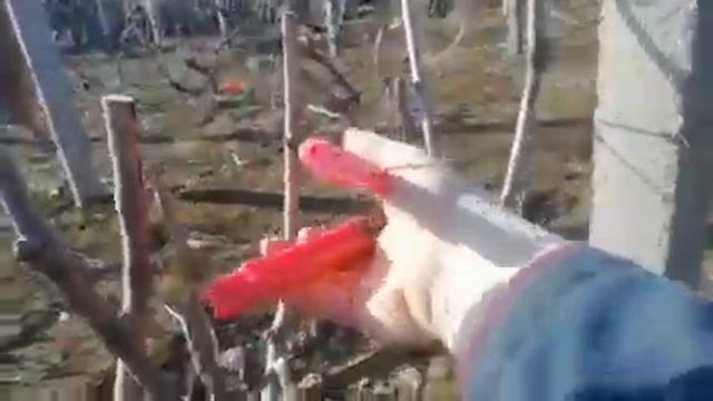 Обрізаєм виноград бажена лівія... на шпалєрі