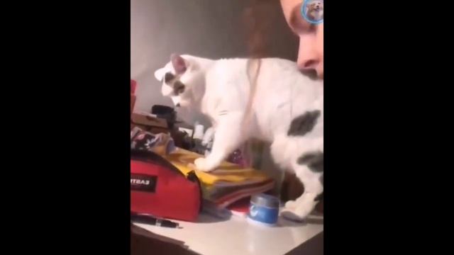 СМЕШНЫЕ ВИДЕО С ЖИВОТНЫМИ _ ПРИКОЛЫ 2022