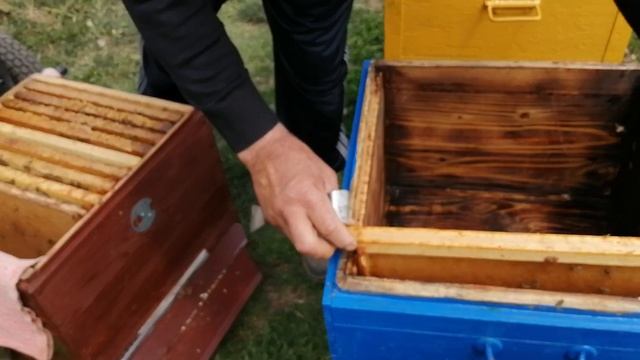 Холодная весна лечим Аскосфероз у пчёл.