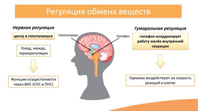 9.9. ОБМЕН ВЕЩЕСТВ И ЭНЕРГИИ