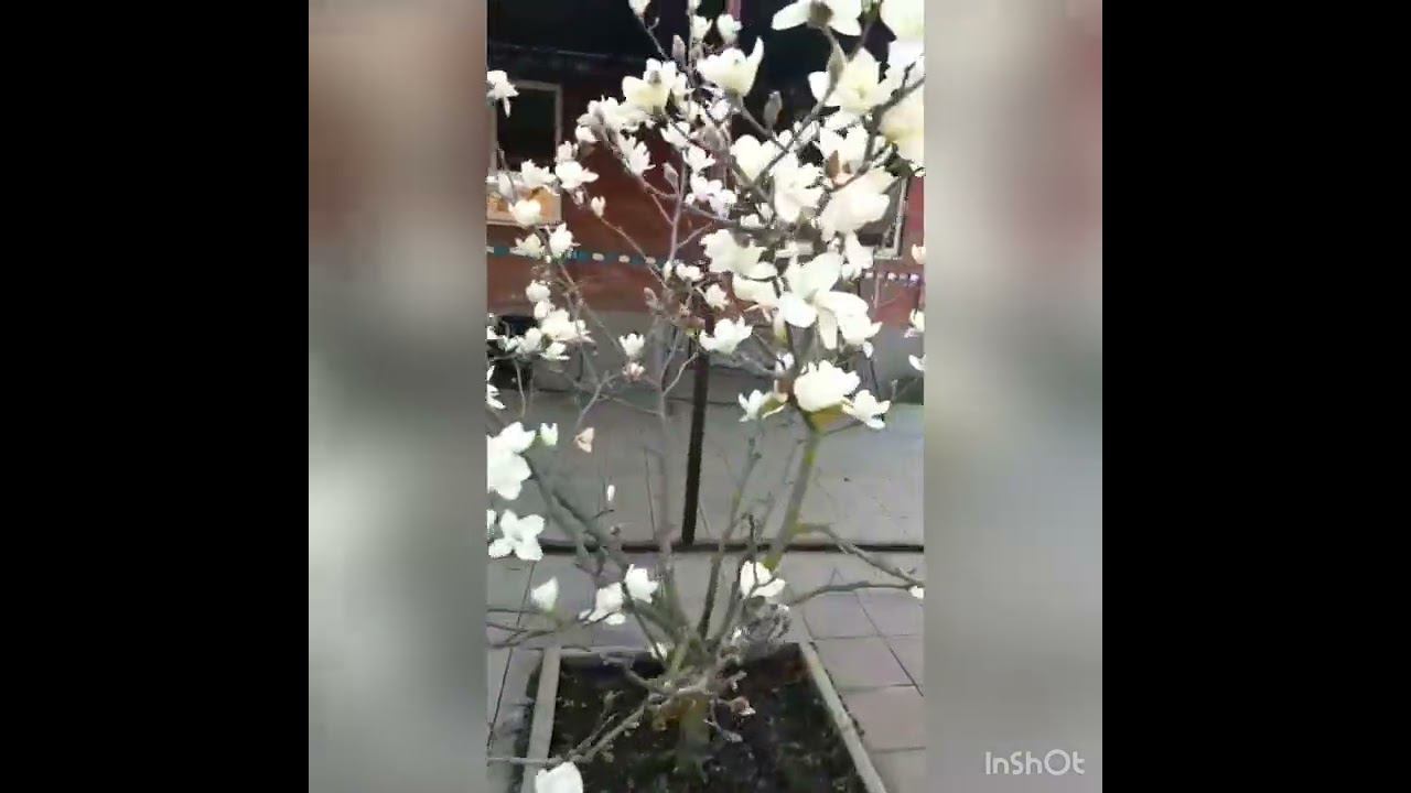 Магнолия Юлан  (magnoliaYULAN)