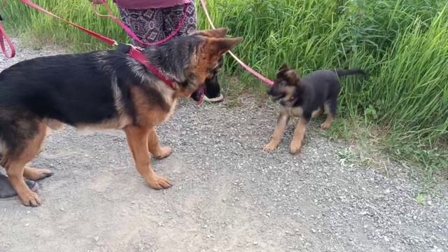 20. Знакомство с маленькой одноклубницей:-).mp4